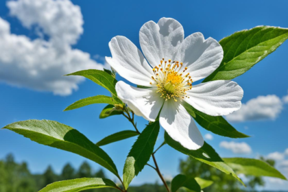 georgia state flower