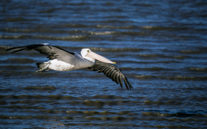 pelicans