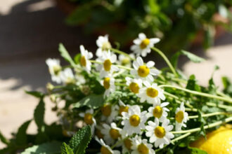 Natural Herbal Remedies for Morning Sickness Relief for Busy Lifestyles