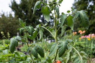 A gardener's hands inspecting healthy organic tomato plants and leaves for pests in a sunny vegetable garden